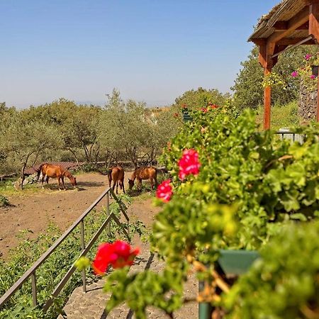 Apartament Horse House Ragalna Zewnętrze zdjęcie